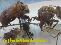 /home//u458753944/public_html/sourcegallery//////////////Insects and small critters/silliness/P1040996.JPG